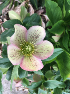 flower1