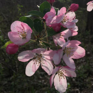 flower2