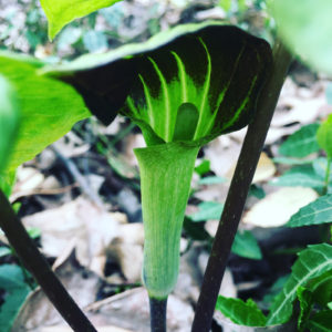 flower4