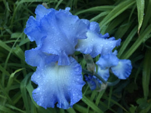 iris1