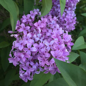 lilacs