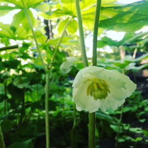 mayapple
