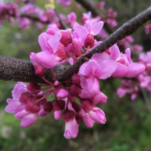 redbud