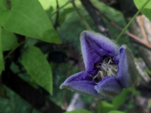 clematis1