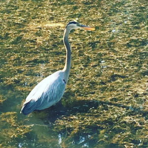 heron