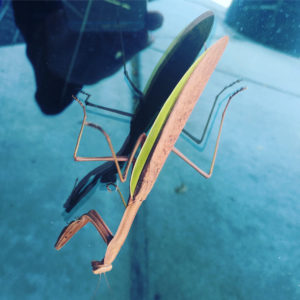 mantis