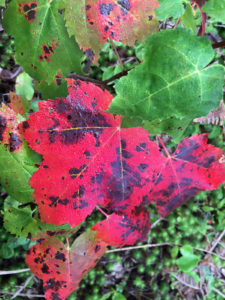 fall