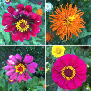 flowers