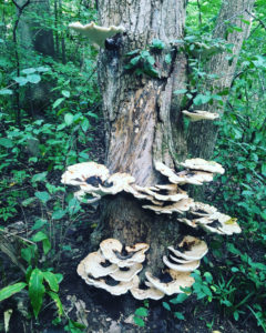 fungus
