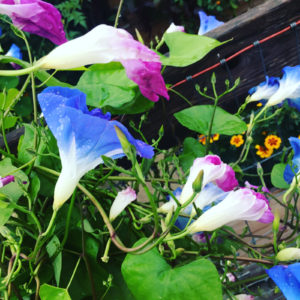 morningglories1