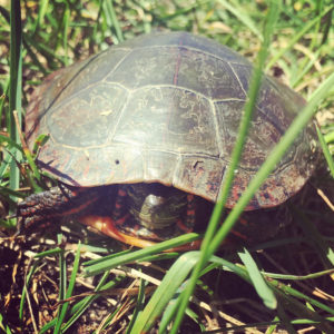 turtle