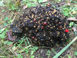 bearshit