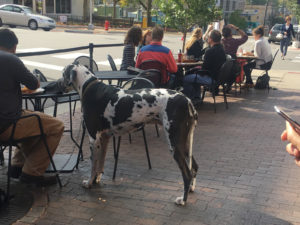 bigdog