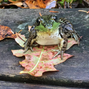 froggy