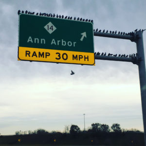 birds
