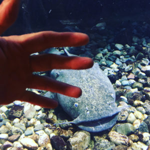 catfish