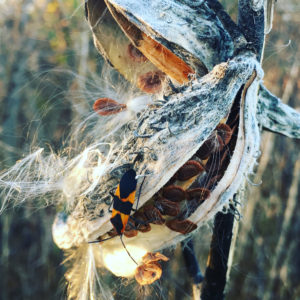 milkweedbug