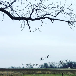 cranes