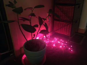 pink